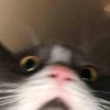 kukuruyuk