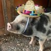 pancetta_mudpie