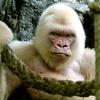 albinogorilla50