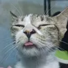 nyaknyaknyaakkk