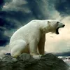 polarbear87776