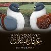 nabilalabed3