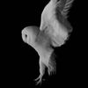 owlo65