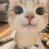 gwnyzi