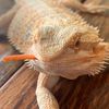 moggle_sys
