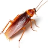 roach0552