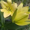 thuylinhn27