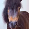 Patrick The Pony
