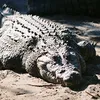 big_fat_crocodile