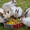 8rabbits