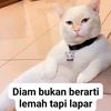 wenslyjhon
