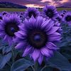 queen_4744_4444