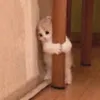 ttdangiu_09