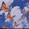 butterfly_13457skyler