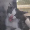 rylllroy