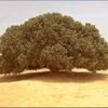 nurmagomed57
