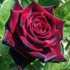rozi_0606
