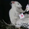 kris.vtv