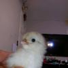 chicken213604