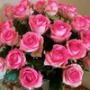 amam665