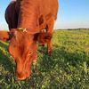 cowbeancow