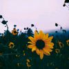 ii.sxnflower.vibez