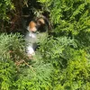 capucinethecat