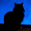 _cat.blue