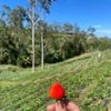 roseworld254