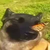 nutipa_pon_da