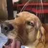 boringhumanbeing