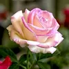 juliy_1985