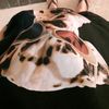 tahu_bulat123455