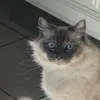 leskeupines