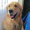 enzoelgolden