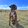 brunotheboxerdog