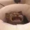 el._.gato__