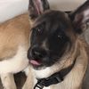 jacksontheakita