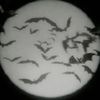 s_shirley