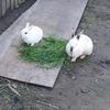 mybabiesrabbit