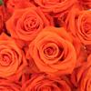 orangerose7