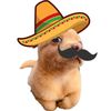 perritoo_facha