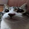 domelnwz