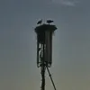mvncvf.10