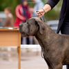 canecorso078