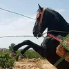redaallah210