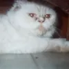 videomeong