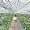 sulinh2000