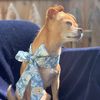 reesepeanutbutterpup