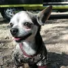 chulo.el.chihuahua